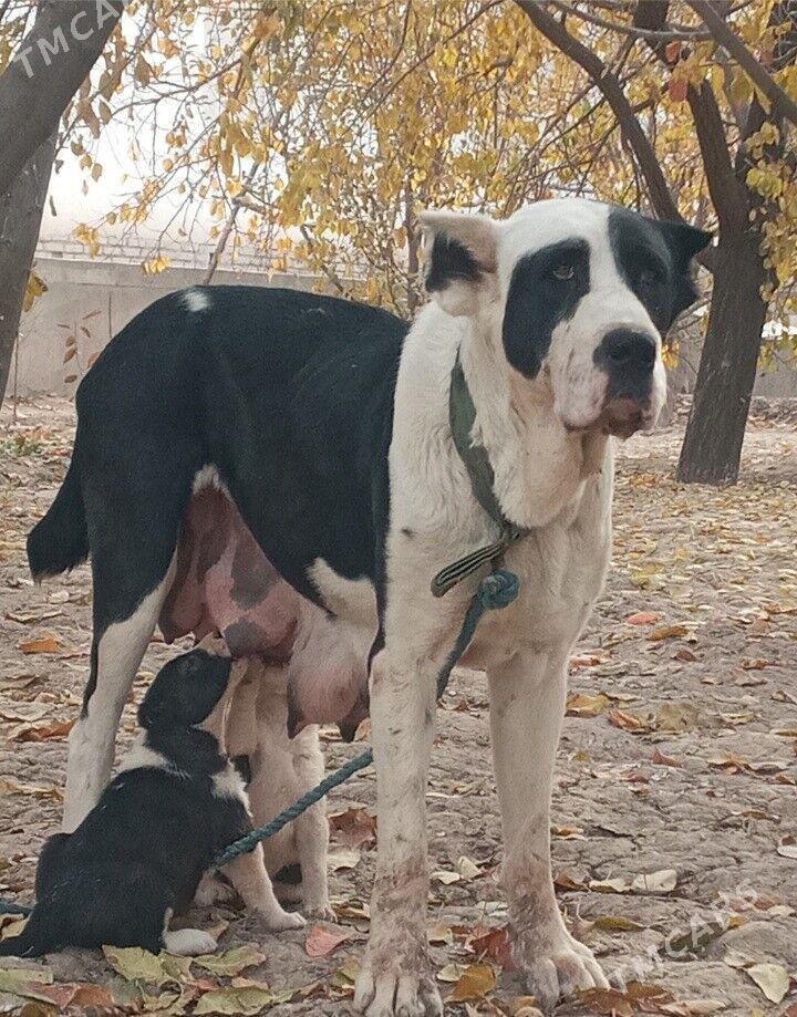 Turkmen Alabay gujukler - Дашогуз - img 6