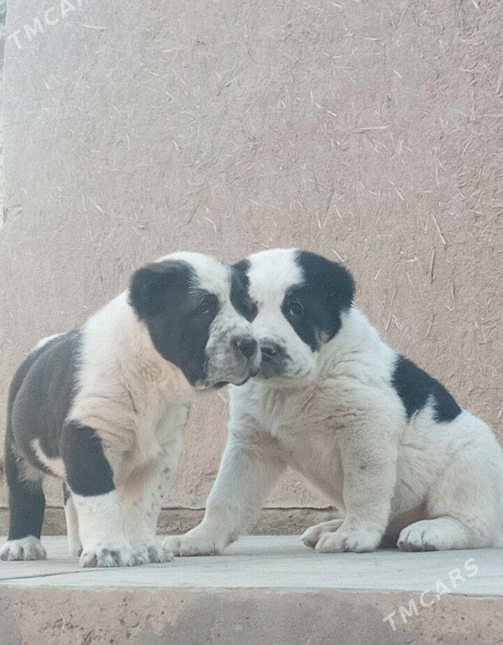 Turkmen Alabay gujukler - Дашогуз - img 2