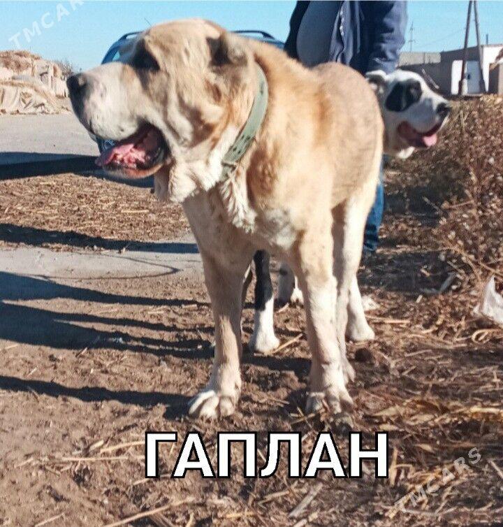 Turkmen Alabay gujukler - Дашогуз - img 10