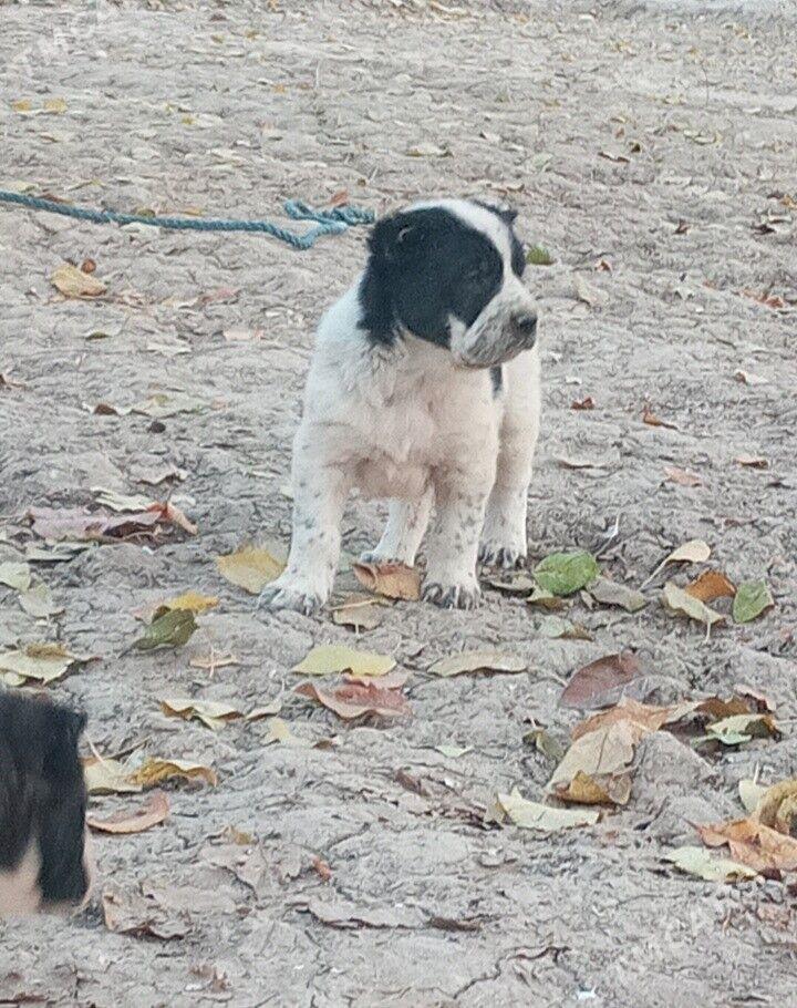 Turkmen Alabay gujukler - Дашогуз - img 7