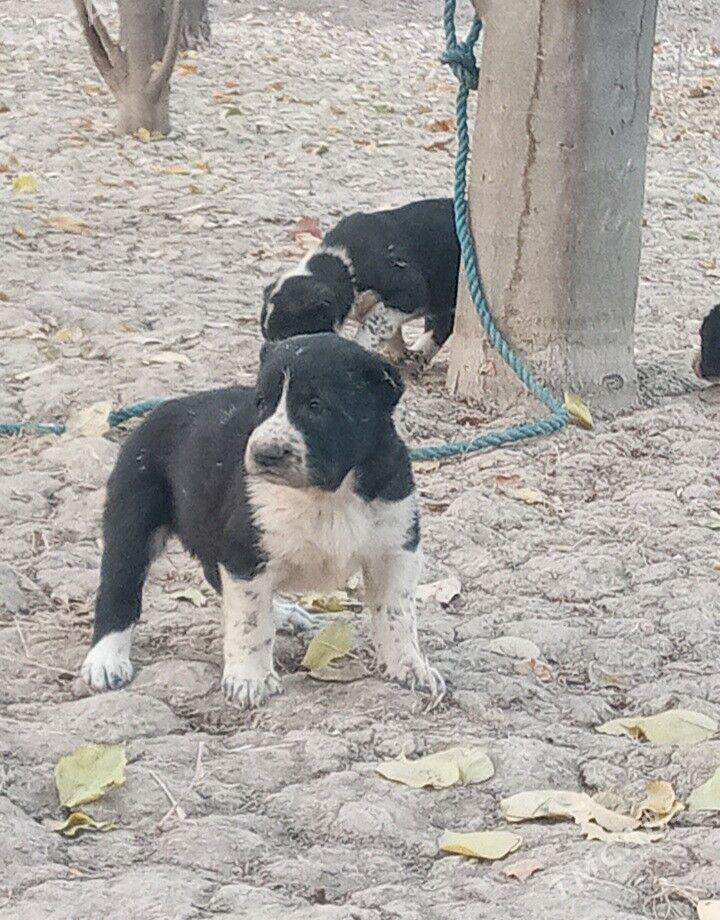 Turkmen Alabay gujukler - Дашогуз - img 8