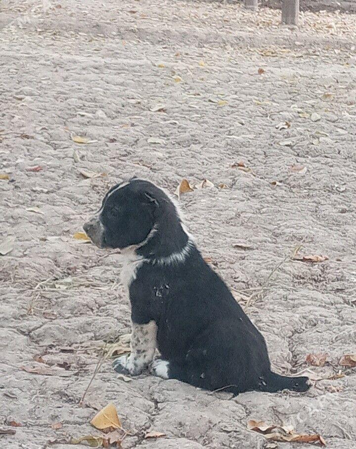 Turkmen Alabay gujukler - Дашогуз - img 9