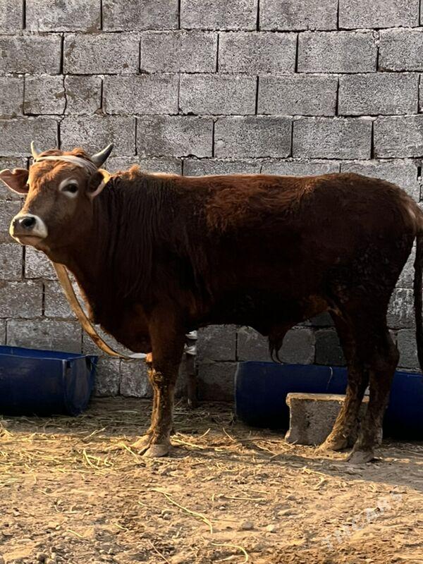 okuz - Ашхабад - img 1