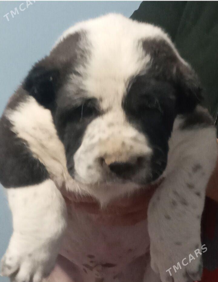 Turkmen Alabay gujukler - Дашогуз - img 4