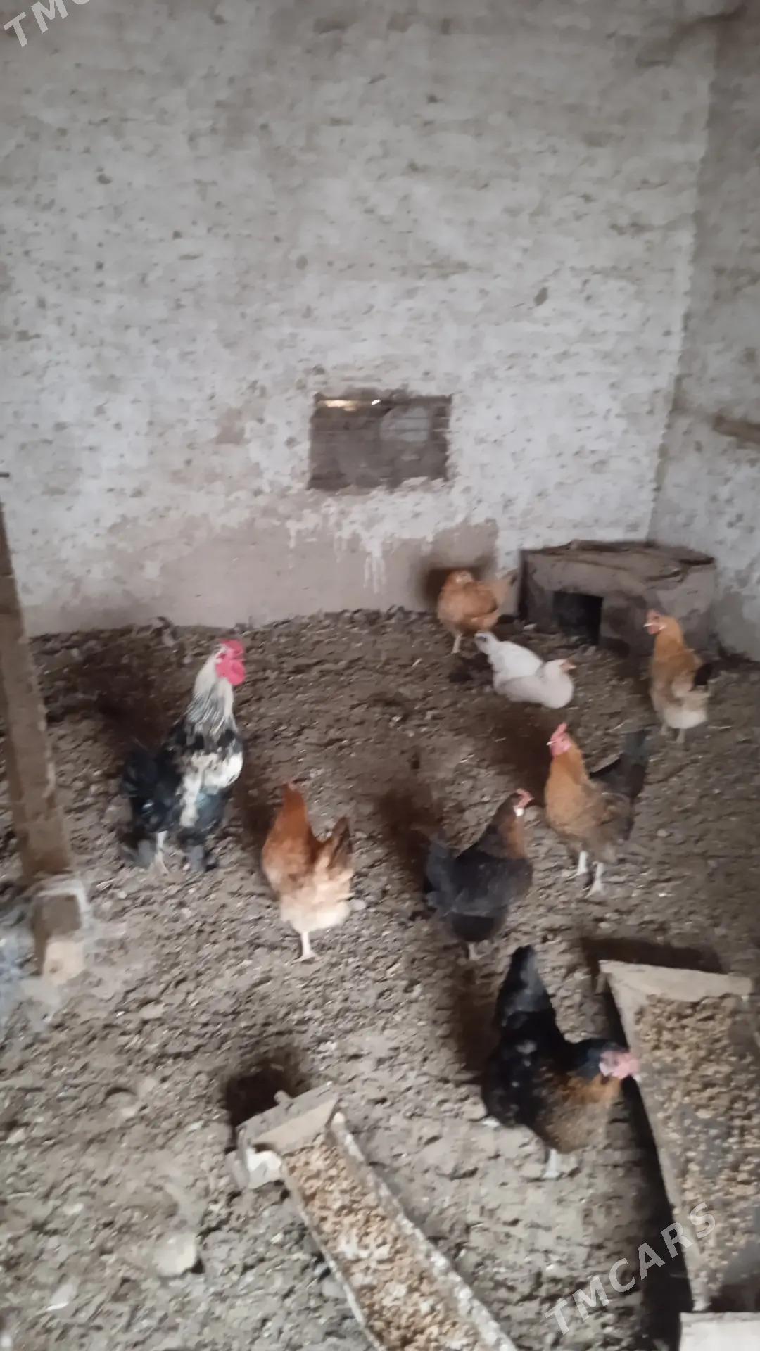 Induk towuk - Mary - img 7