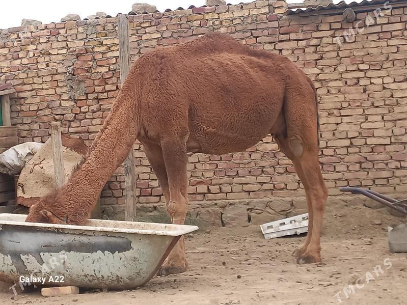 Duye - Bereket - img 2