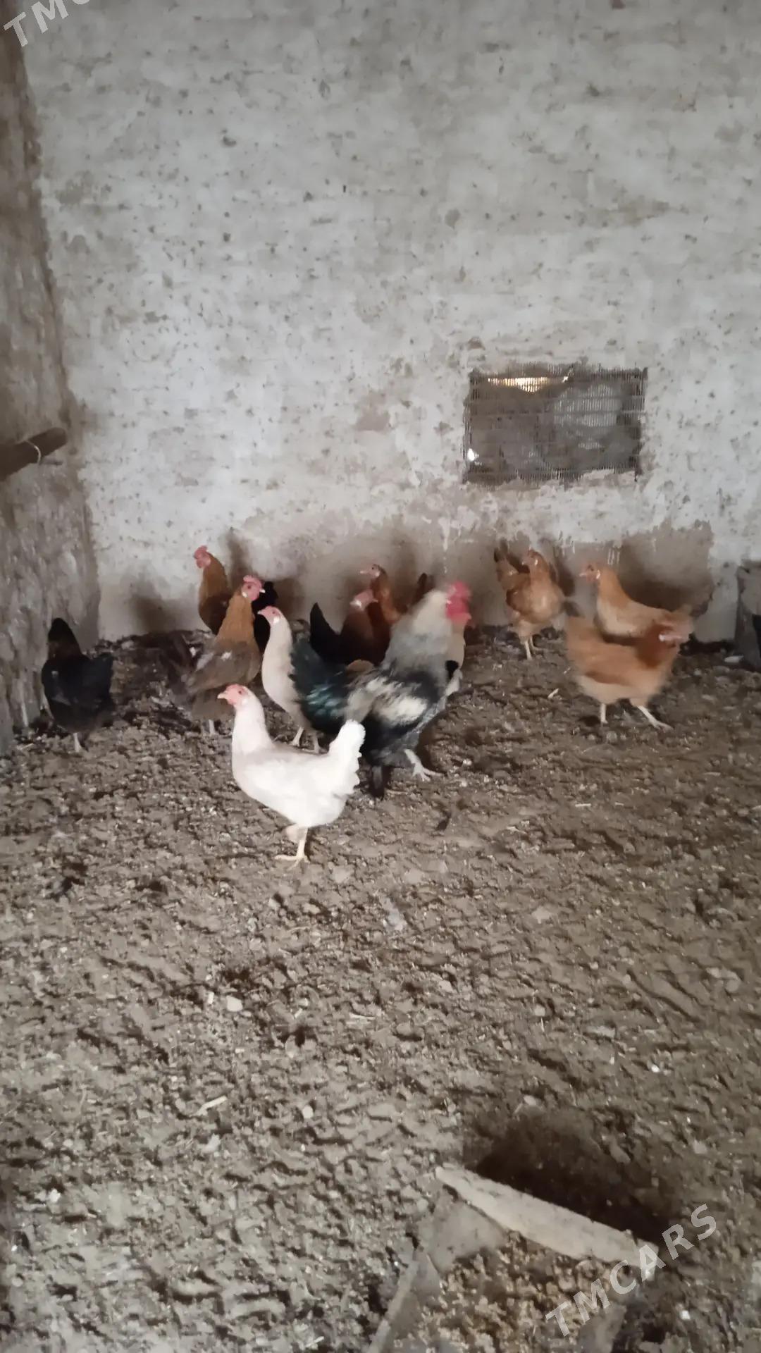 Induk towuk - Mary - img 10