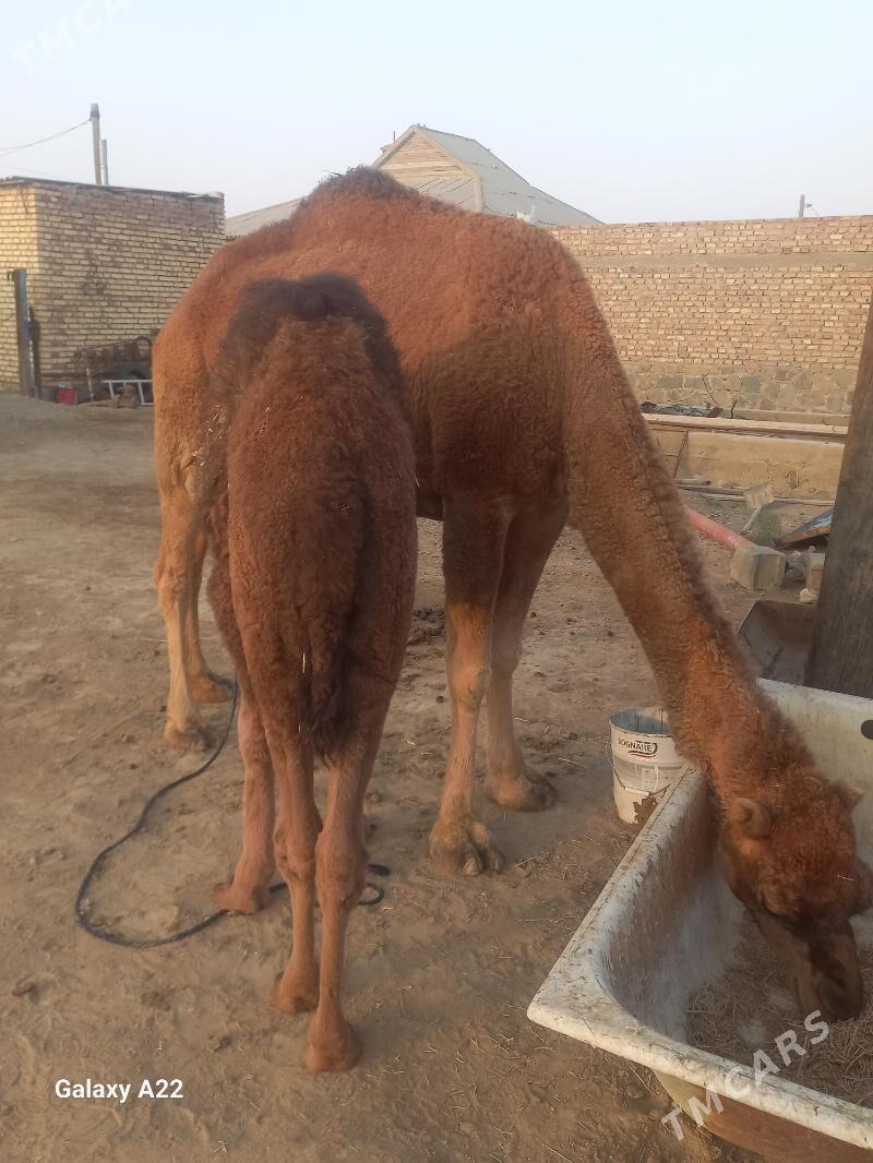 Duye - Bereket - img 3