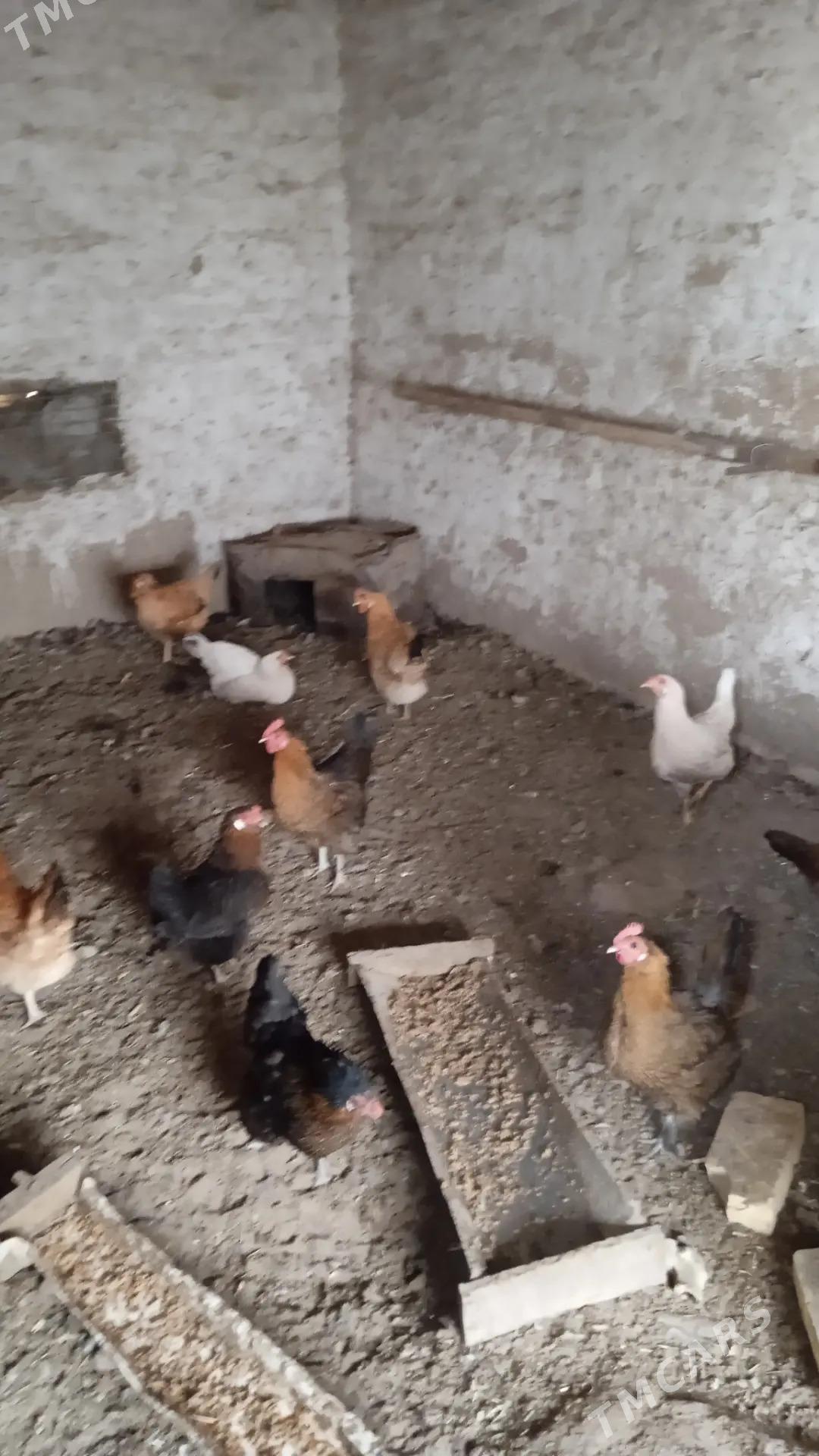 Induk towuk - Mary - img 8