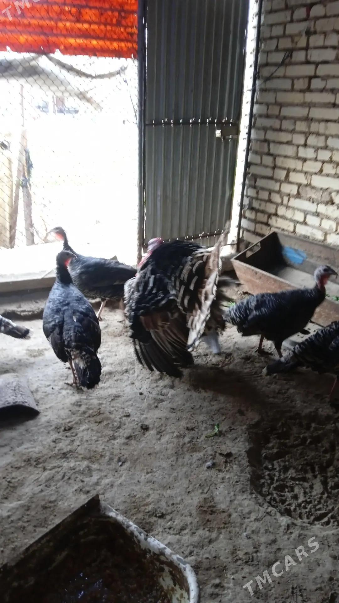 Induk towuk - Mary - img 3