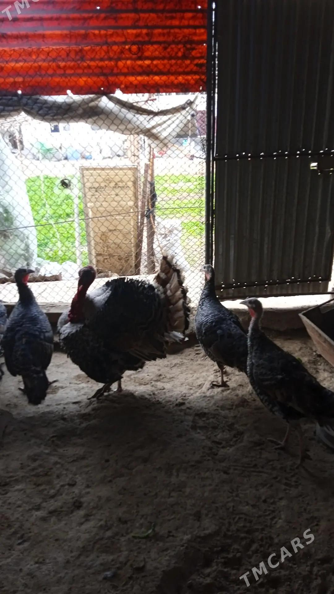 Induk towuk - Mary - img 4