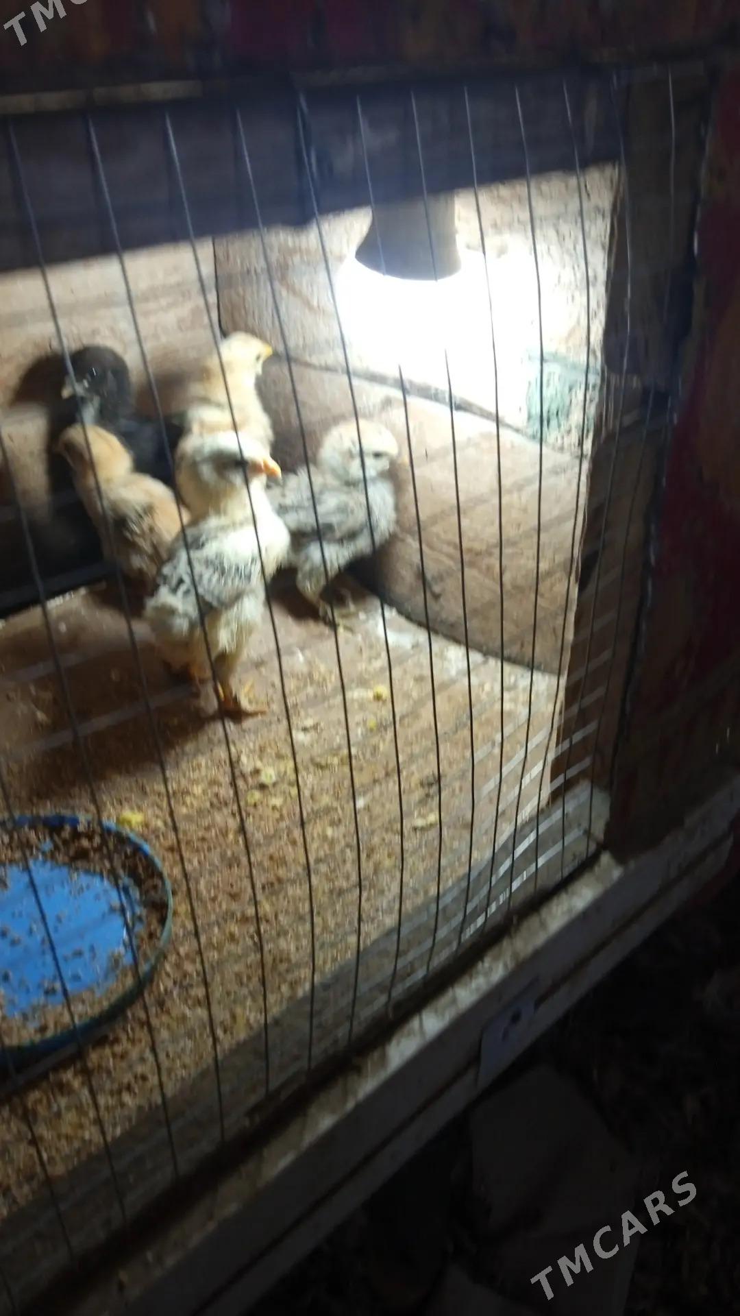 Induk towuk - Mary - img 9