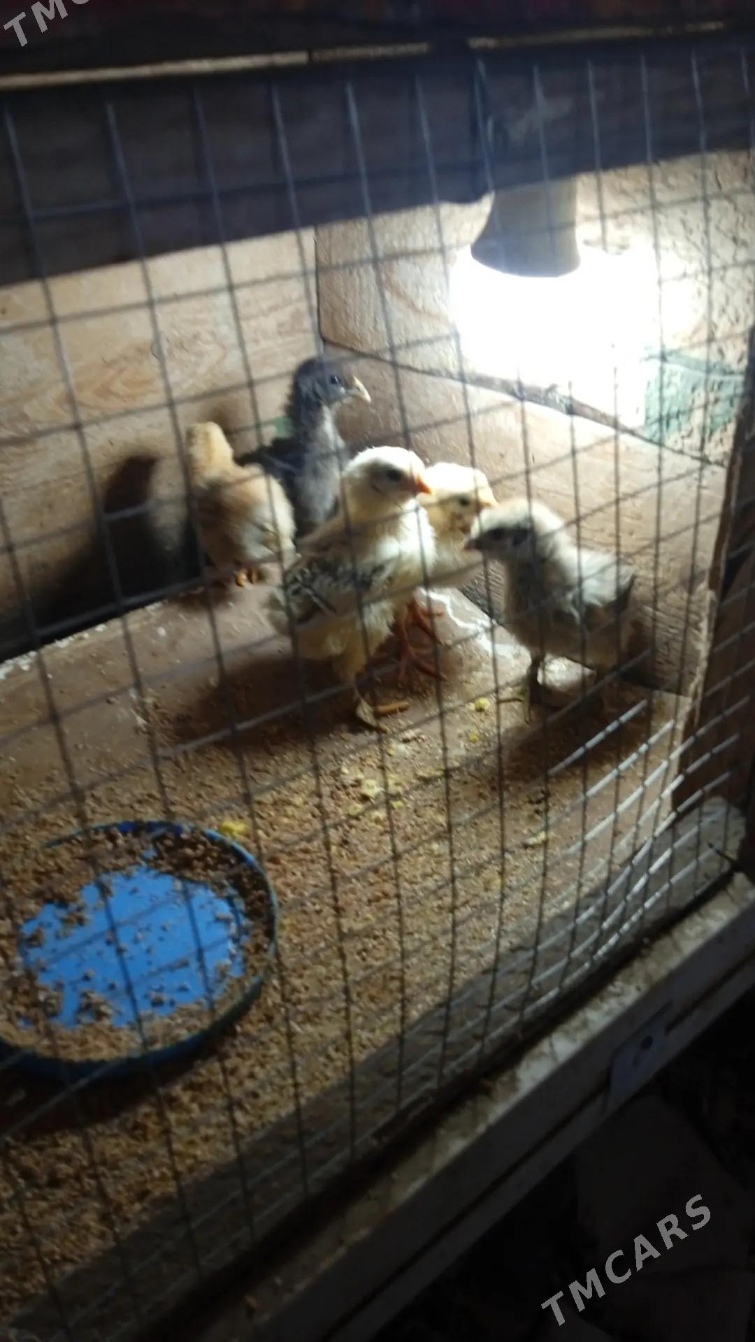 Induk towuk - Mary - img 6