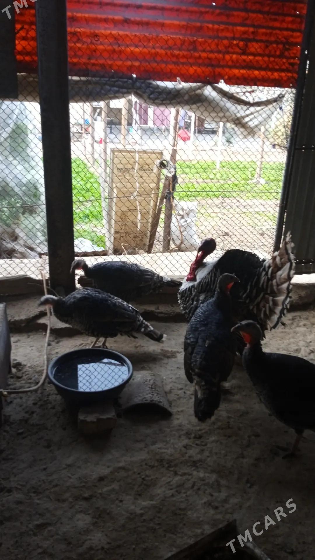 Induk towuk - Mary - img 2