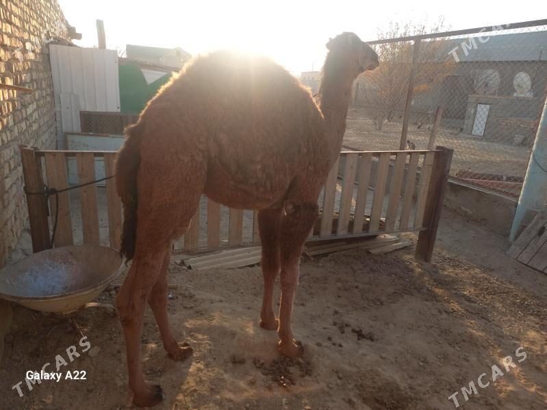 Duye - Bereket - img 4