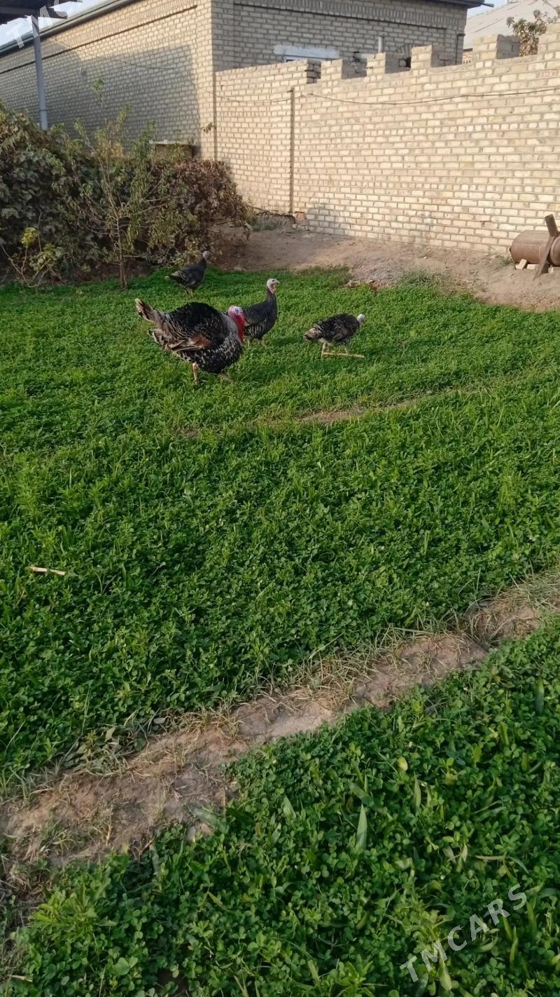 Induk towuk - Mary - img 5