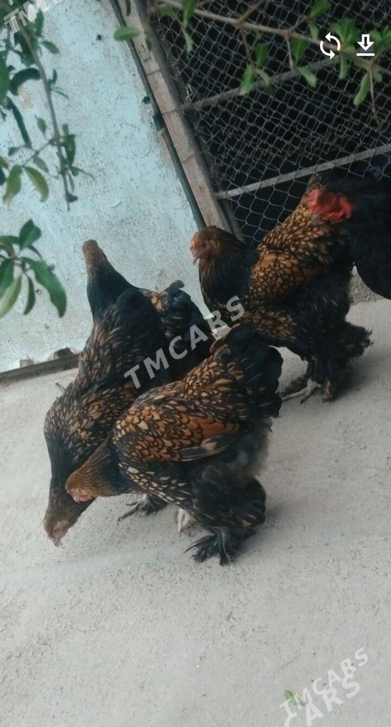 brama lashed yumurtga - Bagyr - img 1