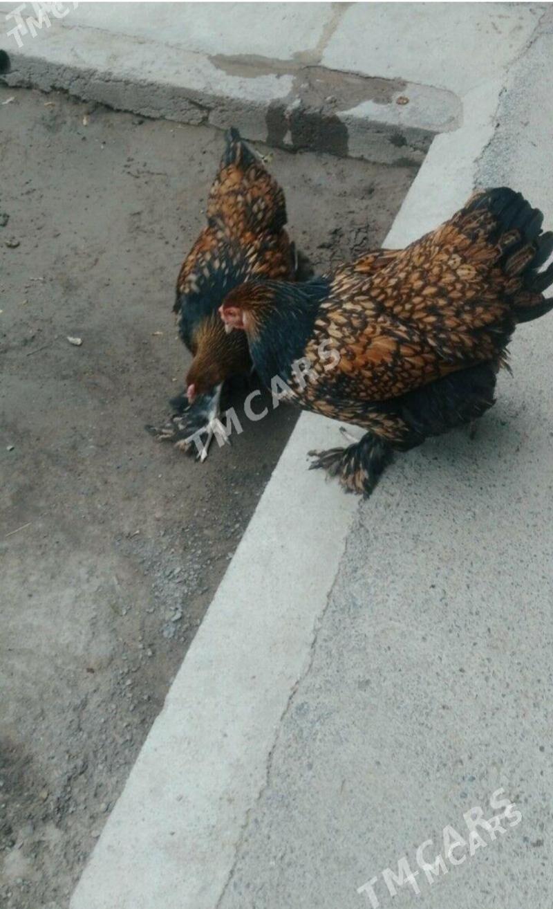 brama lashed yumurtga - Bagyr - img 2