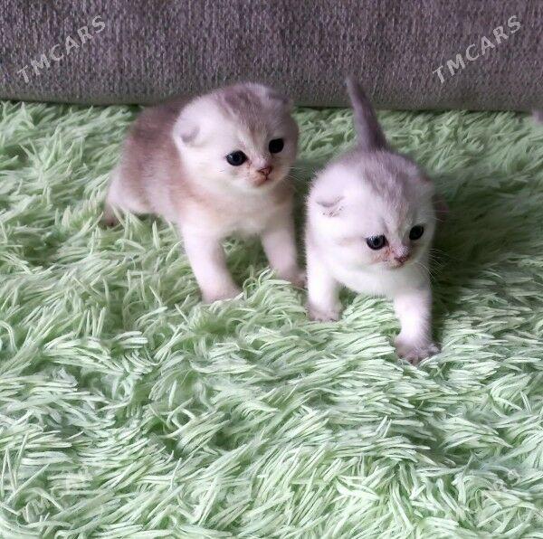 котята - Aşgabat - img 9