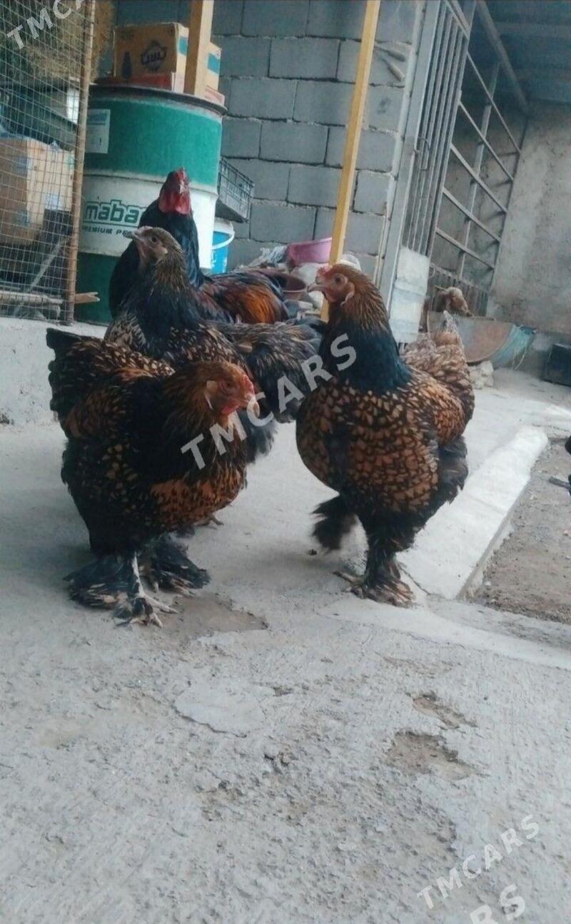 brama lashed yumurtga - Bagyr - img 4