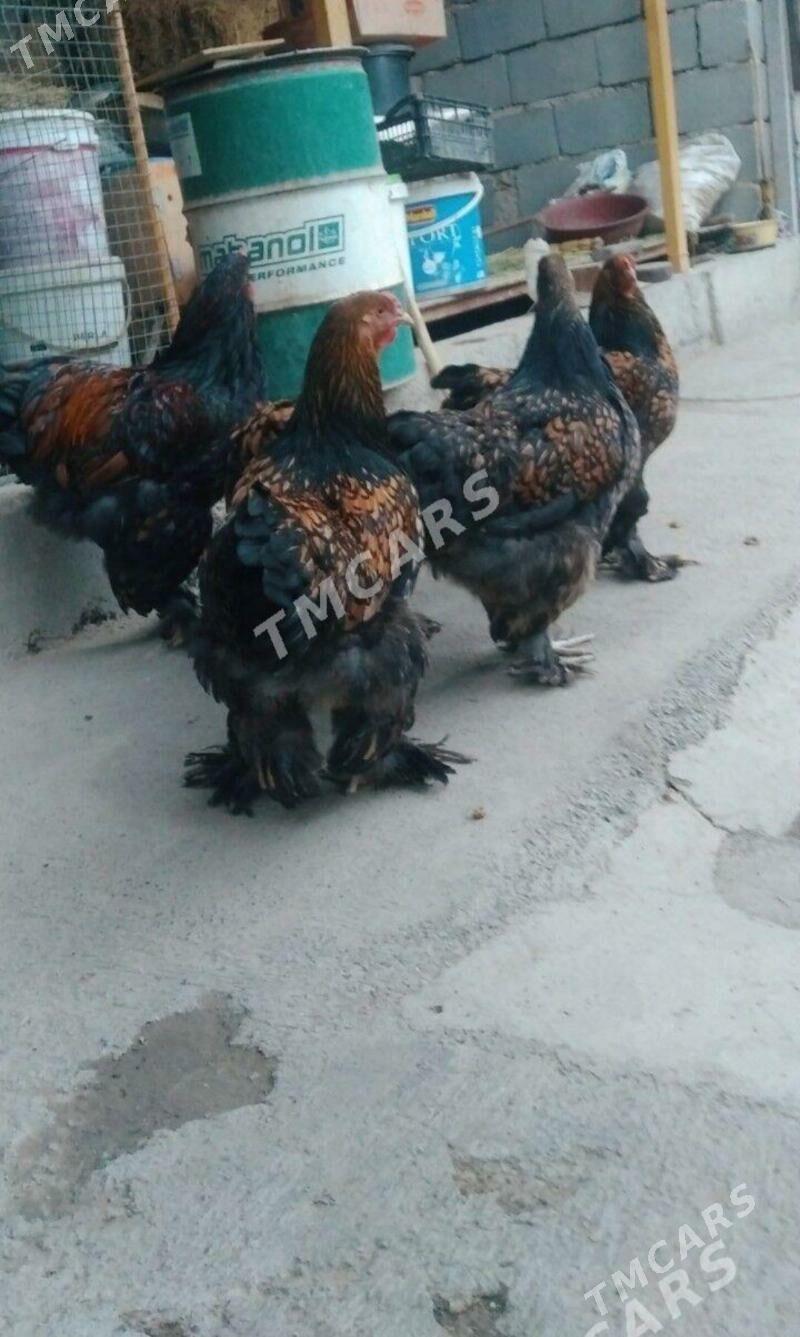 brama lashed yumurtga - Bagyr - img 3