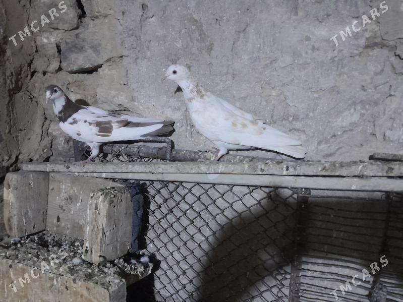 kepderi. - Гызыларбат - img 3