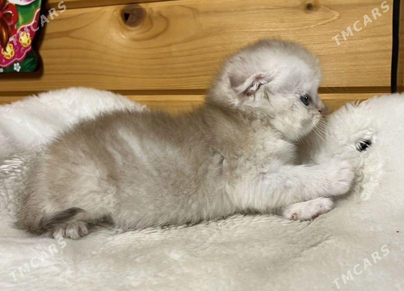 котята - Aşgabat - img 6