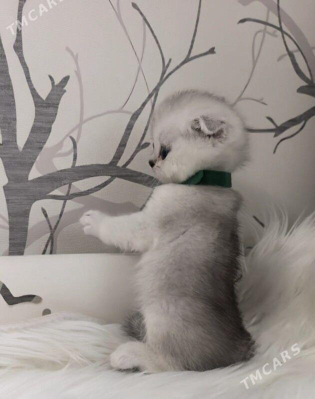 котята - Aşgabat - img 1