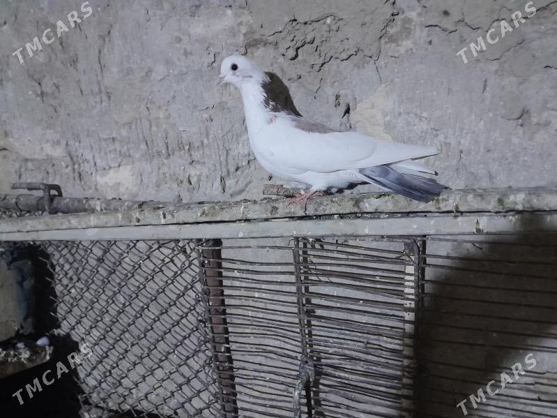 kepderi. - Гызыларбат - img 2