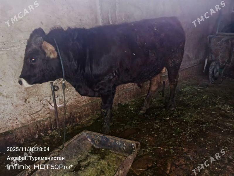 siwet okuz - Гёкдепе - img 3