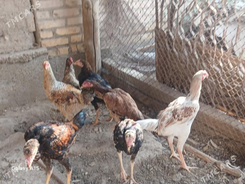 baysow juje - Çärjew - img 5