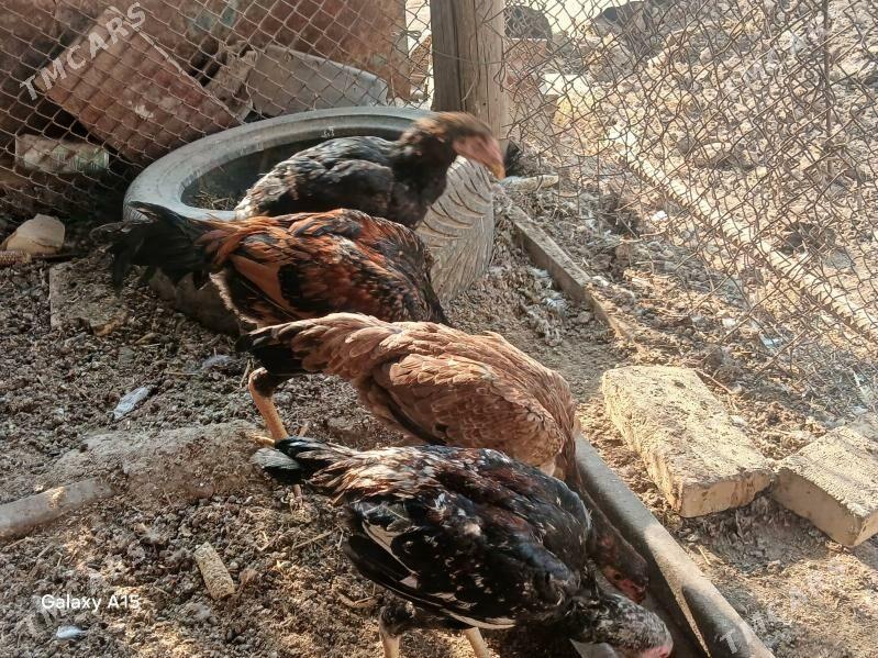 baysow juje - Çärjew - img 2