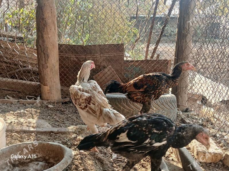 baysow juje - Çärjew - img 10