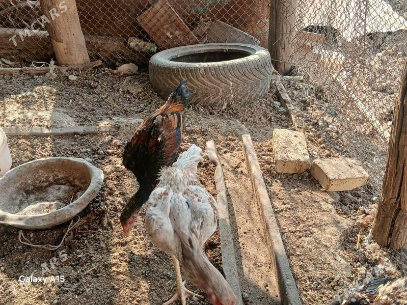 baysow juje - Çärjew - img 8