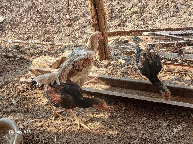 baysow juje - Çärjew - img 7