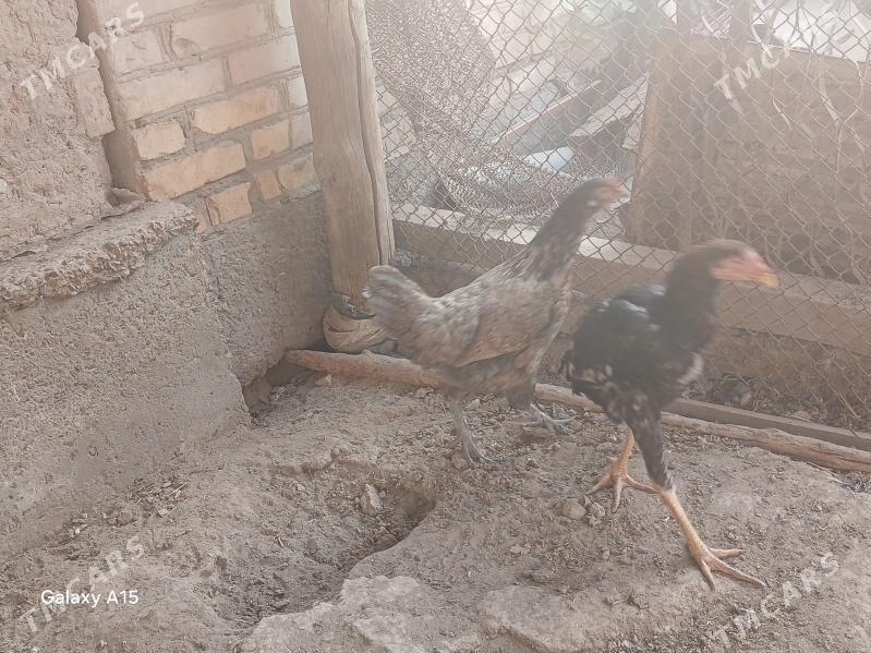 baysow juje - Çärjew - img 3