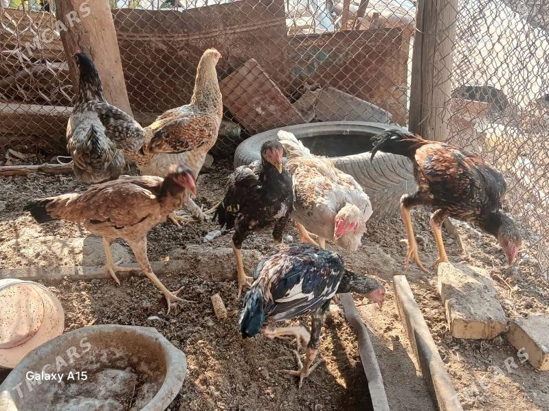 baysow juje - Çärjew - img 6