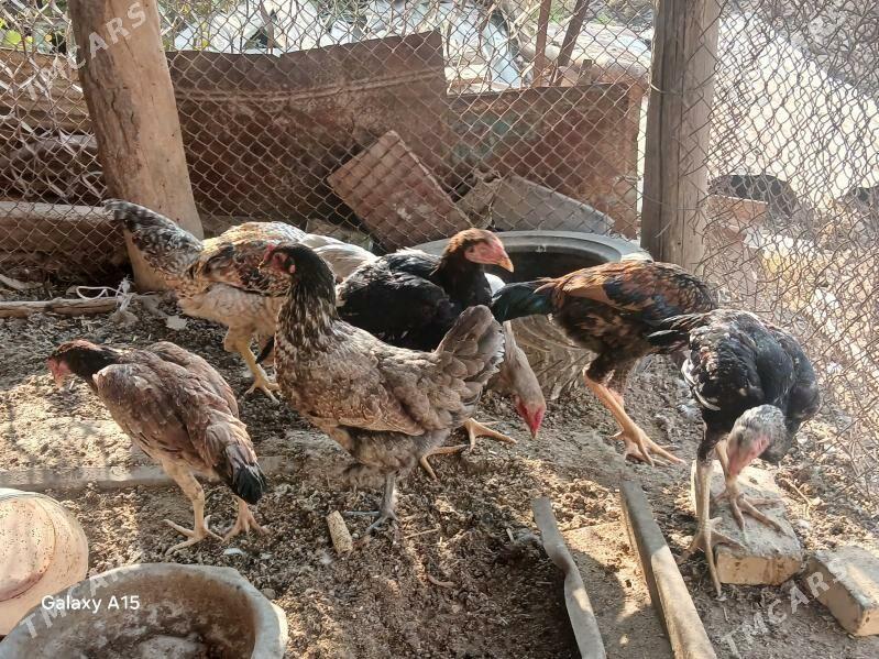 baysow juje - Çärjew - img 1