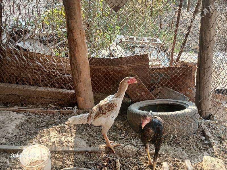 baysow juje - Çärjew - img 9