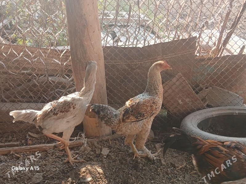 baysow juje - Çärjew - img 4