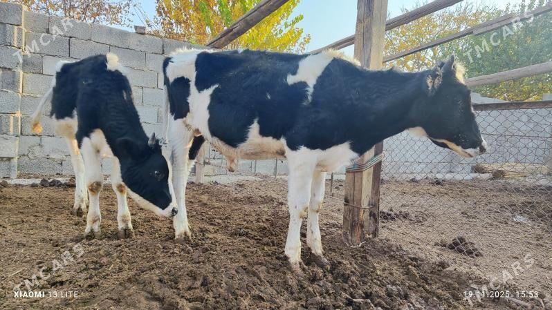 öküzçe galşteýn - Мары - img 3