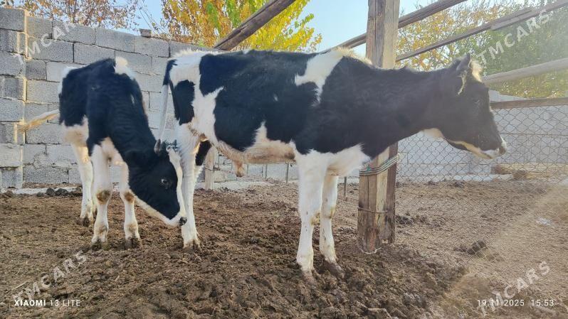 öküzçe galşteýn - Мары - img 2