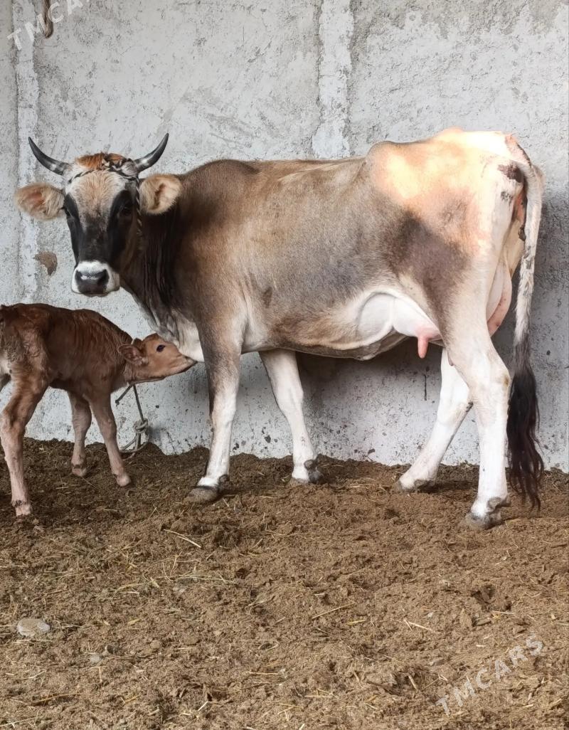 GÖLELİ SYGYR - Гёкдепе - img 2