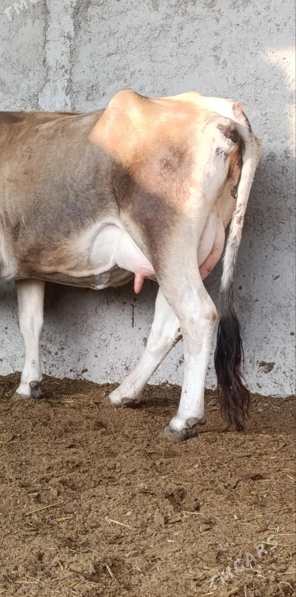 GÖLELİ SYGYR - Гёкдепе - img 3