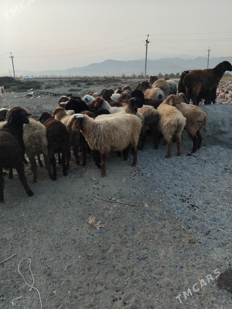 gisary tokly - Bäherden - img 2