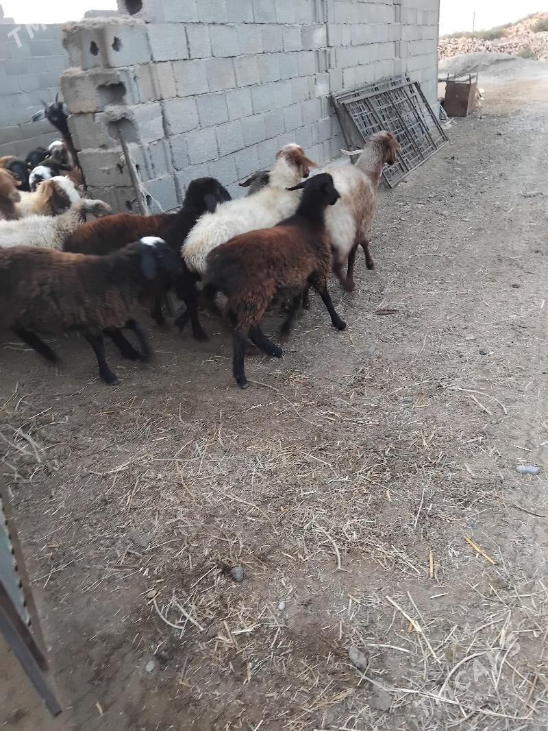 gisary tokly - Bäherden - img 1