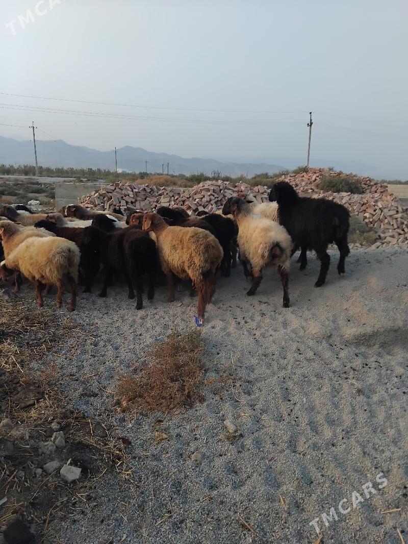 gisary tokly - Bäherden - img 4