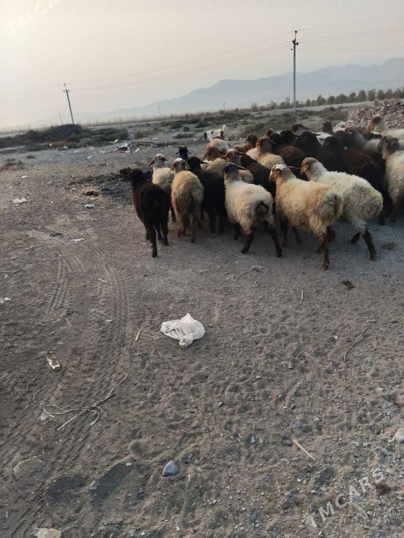 gisary tokly - Bäherden - img 3