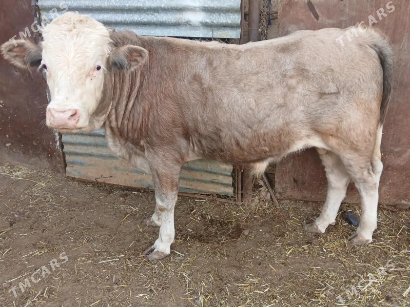 okuzler - Balkanabat - img 2