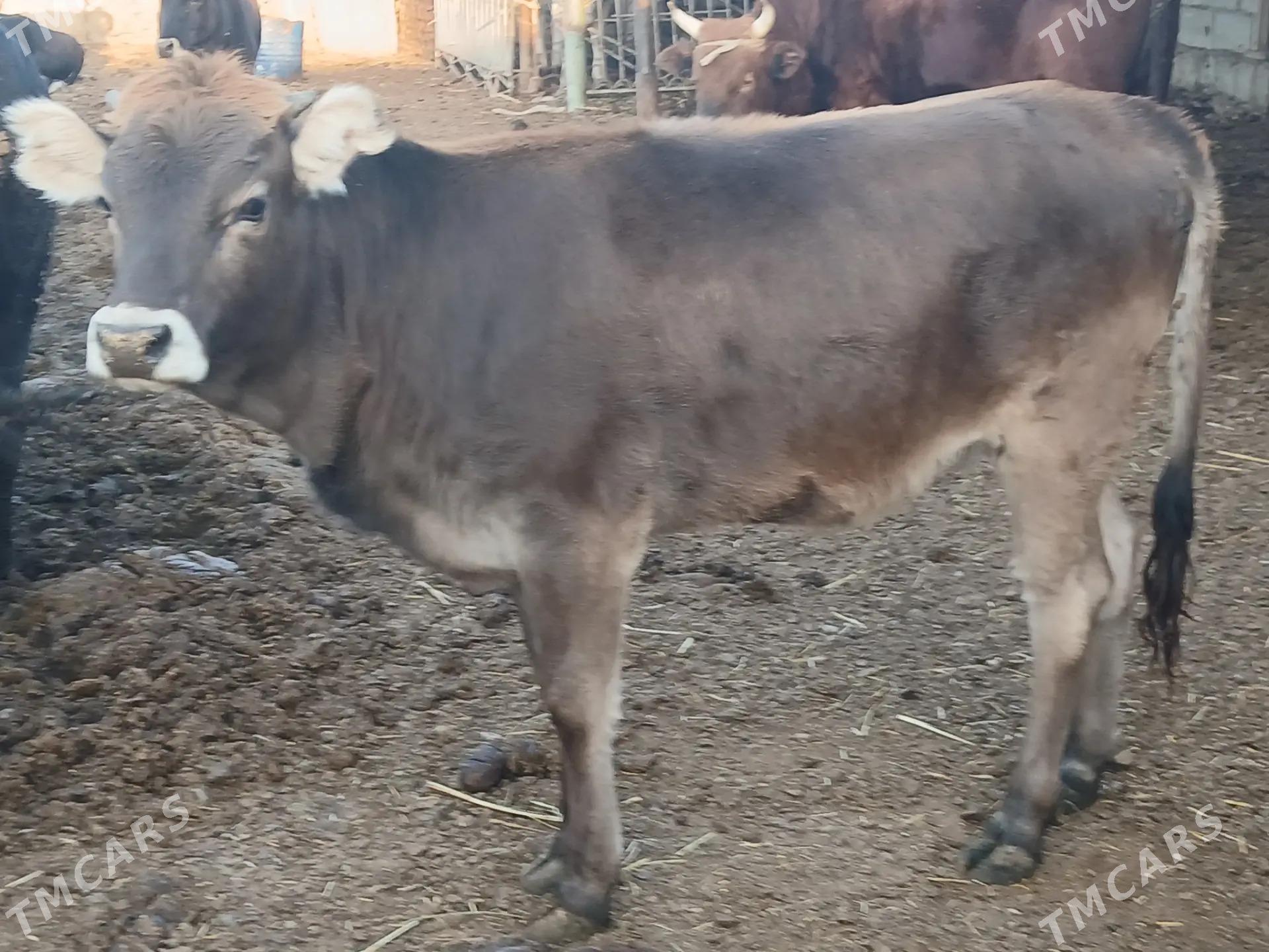 okuzler - Balkanabat - img 7